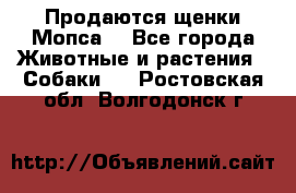 Продаются щенки Мопса. - Все города Животные и растения » Собаки   . Ростовская обл.,Волгодонск г.